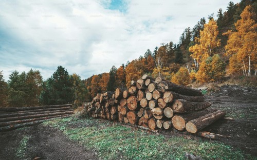 MJT Forestry Services
